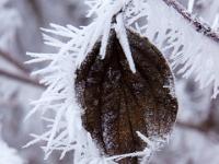 Blatt mit Eisnadelrand